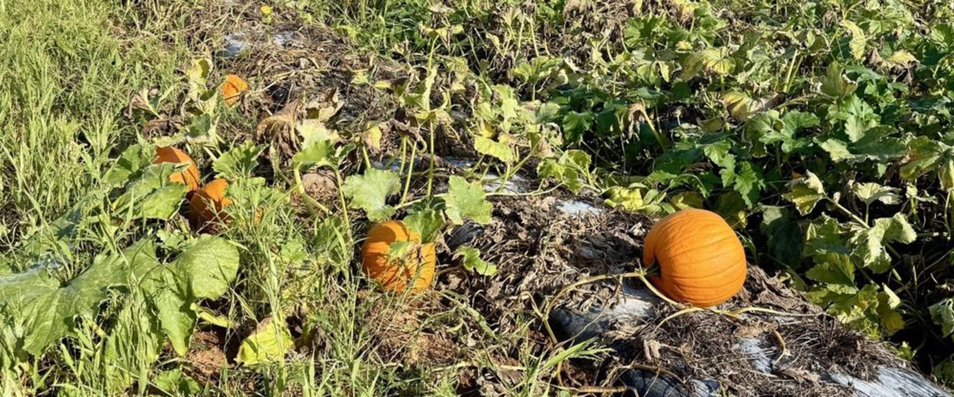 Exploring Unique Farming Techniques of Farmers in Waxhaw, North Carolina