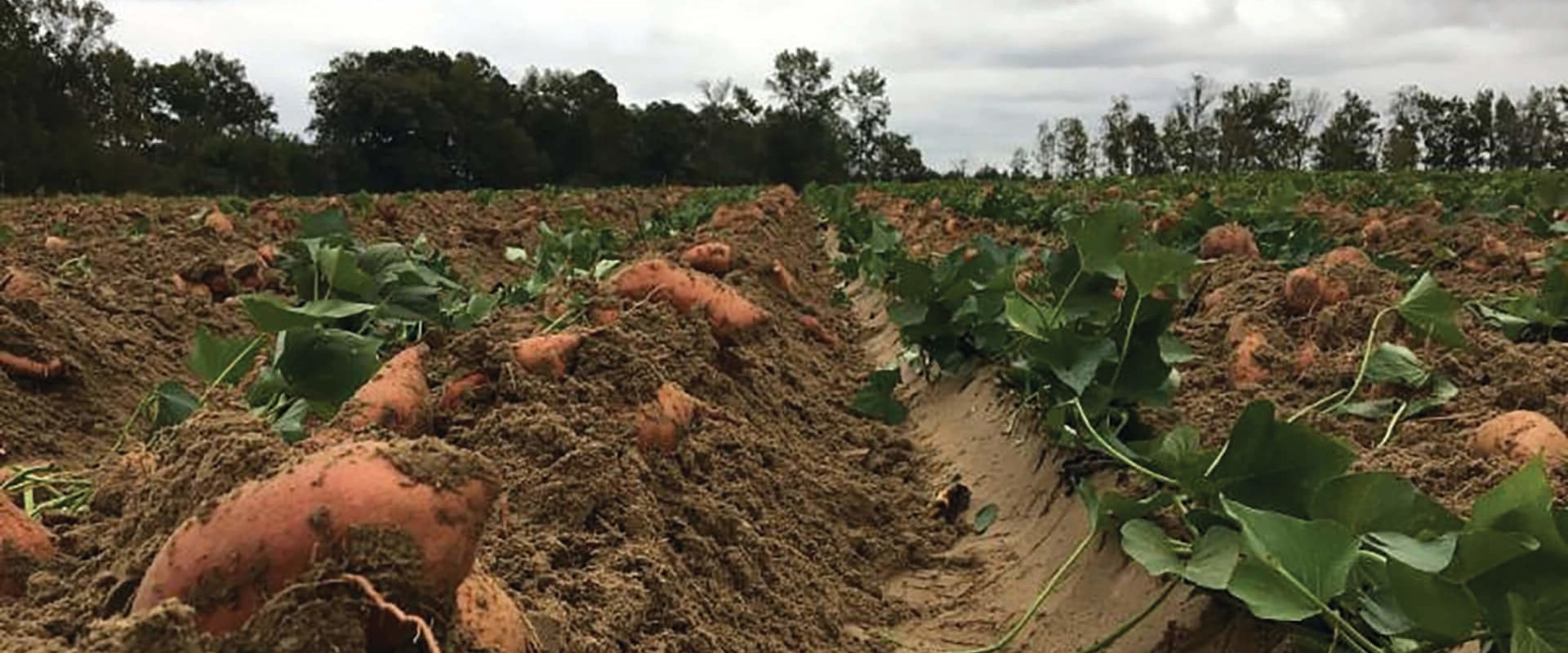 Sustainable Farming Practices: Crop Rotation and Soil Health in Waxhaw, North Carolina