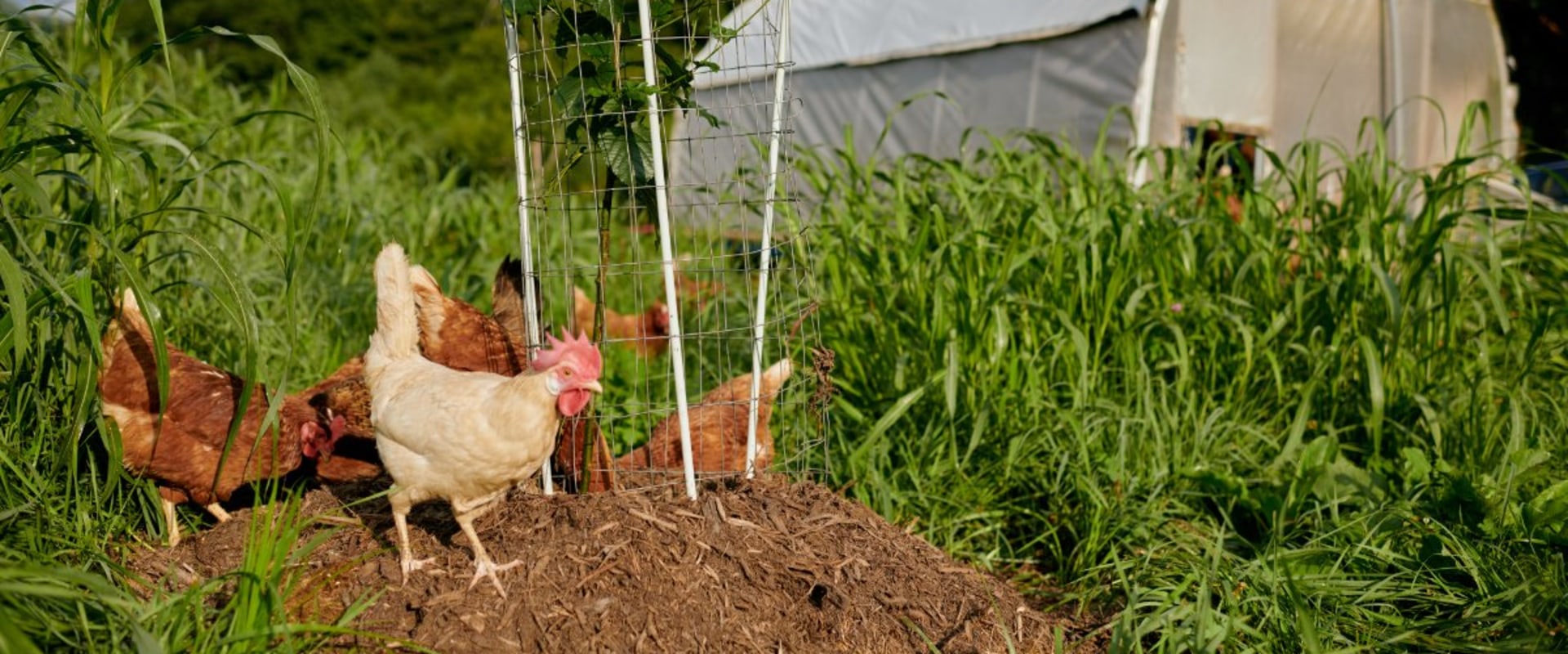 The Rewards of Farming in Waxhaw, North Carolina: A Deep Dive into Local Agriculture