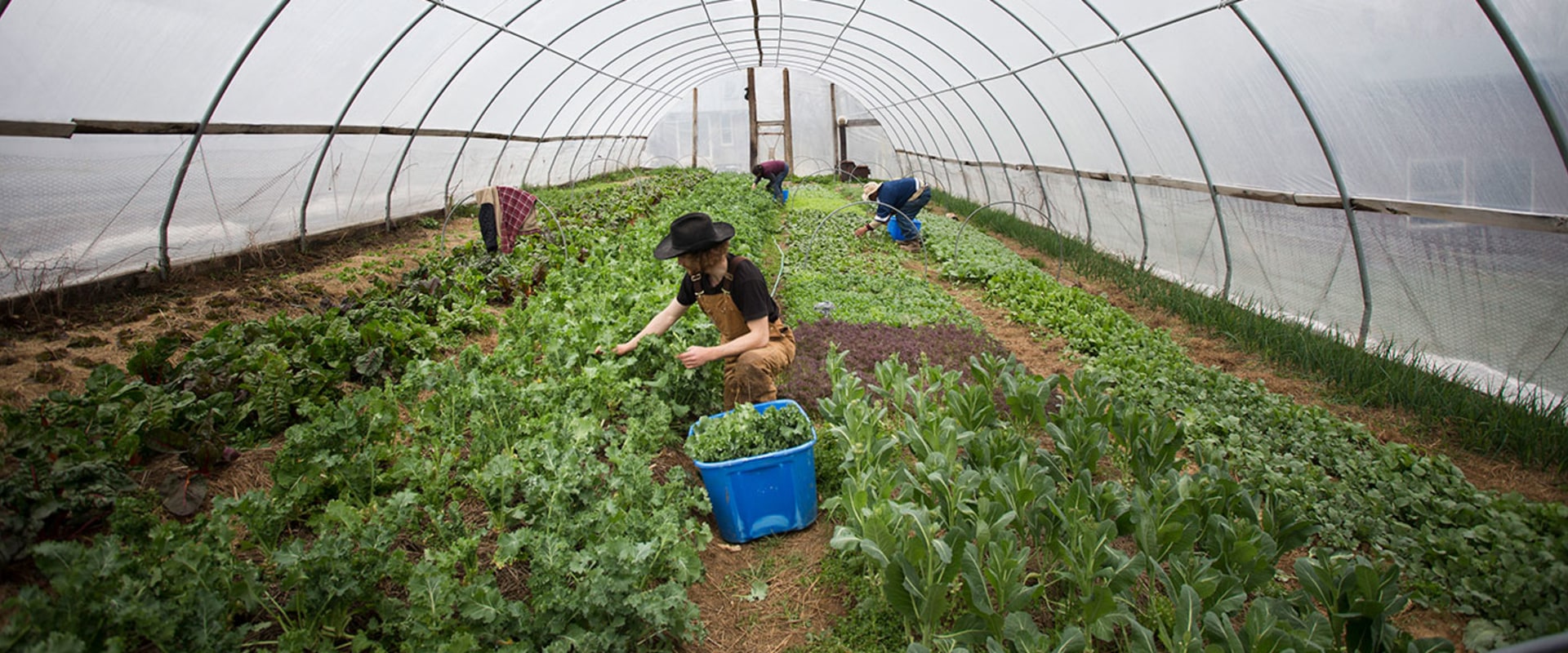 Exploring Cooperatives and Farmers Markets in Waxhaw, North Carolina: A Guide to Local Agriculture