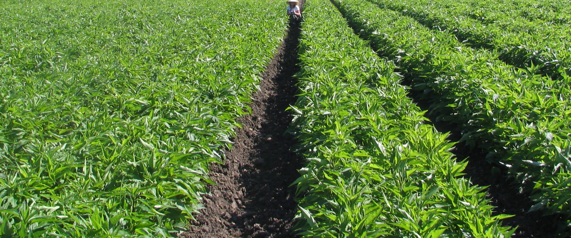 Exploring the Agricultural Landscape: Crops Grown by Farmers in Waxhaw, North Carolina