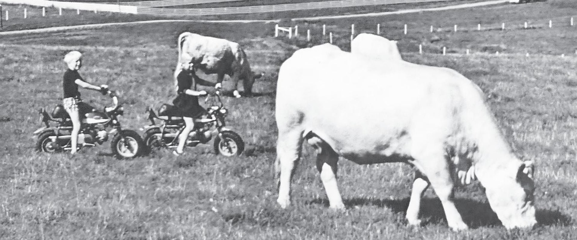 Exploring Common Livestock Raised by Farmers in Waxhaw, North Carolina