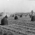 The Evolution of Farming in Waxhaw, North Carolina: A Historical Perspective