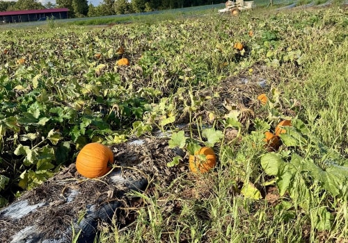 Exploring Unique Farming Techniques of Farmers in Waxhaw, North Carolina