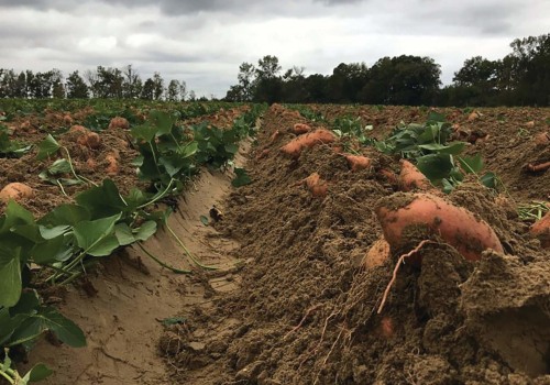 Sustainable Farming Practices: Crop Rotation and Soil Health in Waxhaw, North Carolina