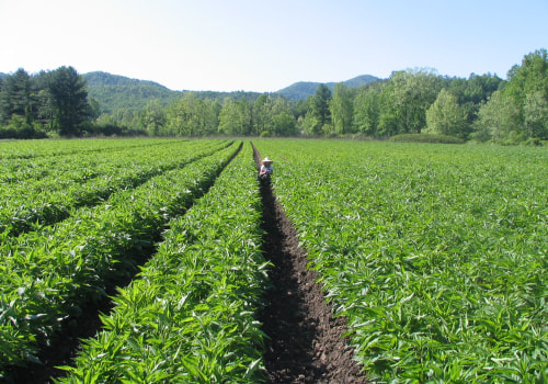 Exploring the Agricultural Landscape: Crops Grown by Farmers in Waxhaw, North Carolina